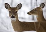 Beautiful Isolated Photo Of Two Wild Deer In The Snowy Forest Stock Photo