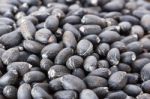 Jatropha Curcas Seeds Stock Photo