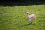 Fallow Deer (dama Dama) Stock Photo