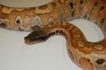 Red Blood Python Stock Photo