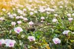 White Morning Glory Flower Stock Photo