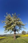 Tree Stock Photo