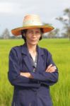 Farmer In The Rice Field Stock Photo