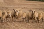 Herd Of Sheep On Nature Stock Photo