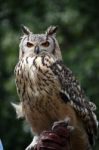 Horned Owl Stock Photo