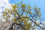 Tree And Sky In Countryside Stock Photo