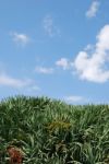 Dragon Blood Tree (sky Background) Stock Photo