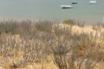 Sand Dune Vegetation Stock Photo