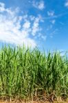 Sugarcane And Blue Sky Background Stock Photo