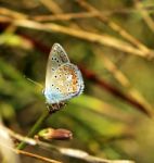 Butterfly Stock Photo