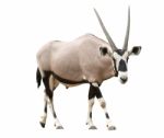 Gemsbok Or Oryx Stock Photo