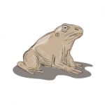 Toad Frog Sitting Side Drawing Stock Photo