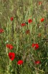 A Field Of Poppies In Kent Stock Photo