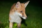 Wild Red Fox Stock Photo