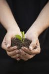 Hands Holding Seedleng Stock Photo