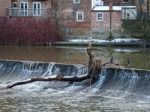 Durham, County Durham/uk - January 19 : Cormorant Standing On A Stock Photo