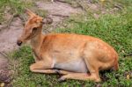 Female Antelope On Ground In Park Stock Photo