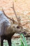 Portrait Of Deer Stock Photo