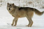 Gray Wolf Stock Photo