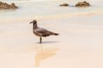 Lava Gull, Leucophaeus Fuliginosus,santa Cruz Island In Galapag Stock Photo