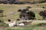 Sheep On The Otago Peninsula Stock Photo