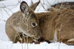 Beautiful Portrait Of A Wild Deer Cleaning His Fur In The Snowy Forest Stock Photo