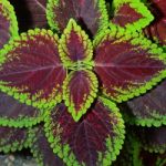 Coleus Stock Photo