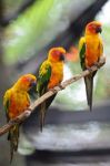 Sun Conure Stock Photo