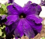 Petunia Stock Photo