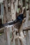 Fuengirola, Andalucia/spain - July 4 : White-rumped Shama (copsy Stock Photo