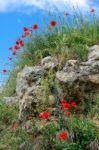 Poppies Growing In Val D'orcia Tuscany Stock Photo