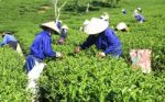 Dalat, Vietnam, July 30, 2016: A Group Of Farmers Picking Tea On A Summer Afternoon In Cau Dat Tea Plantation, Da Lat, Vietnam Stock Photo