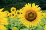 Sunflower Or Helianthus Annuus Stock Photo