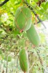 Fresh Of Green Winter Melon On The Tree Stock Photo