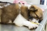 Illness Puppy With Intravenous Drip Stock Photo