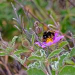 Bee On A Cretan Rock Rose (cistus Creticus L.) Stock Photo