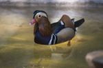 Mandarin Duck In Water Stock Photo