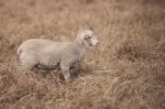 Lamb On The Farm Stock Photo