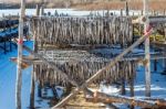 Stockfish Or Fish Drying In South Korea Stock Photo