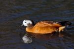 South African Shelduck (tadorna Cana) Stock Photo