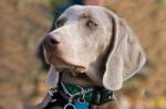 Weimaraner Stock Photo