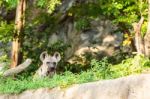 Hyena In The Zoo Stock Photo