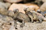 Marine Iguana On Galapagos Islands Stock Photo