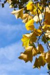 Tulip Tree (liriodendron Tulipiferain) In East Grinstead Stock Photo