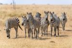 Zebras In Serengeti National Park Stock Photo