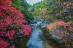 Maple In Autumn In Korea Stock Photo