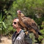 Benalmadena, Andalucia/spain - July 7 : Golden Eagle (aquila Chr Stock Photo