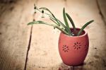 Bunch Of Snowdrop Flowers Stock Photo