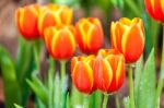 Orange And Yellow Tulips Stock Photo