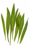 Ribwort Plantain Stock Photo